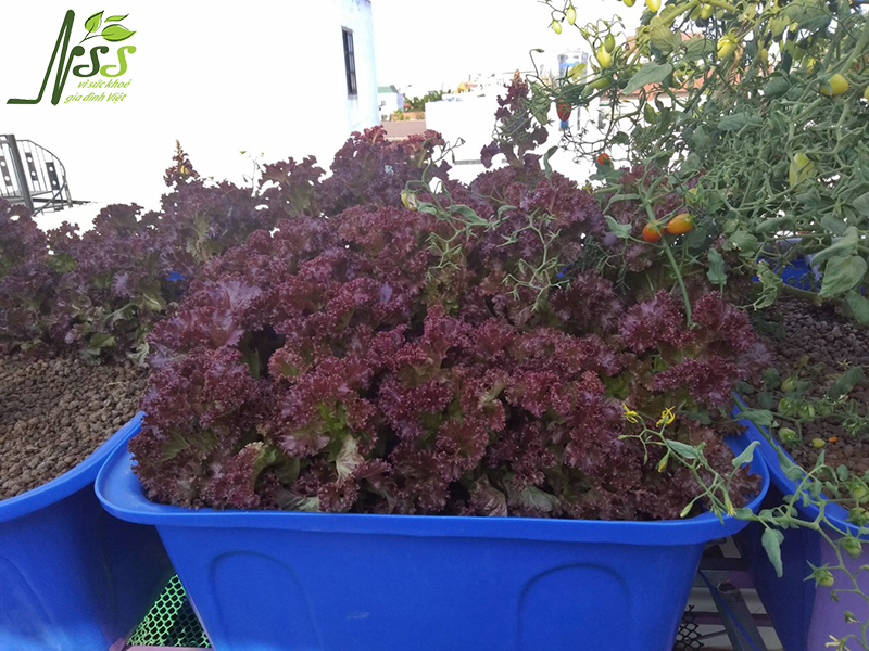 hệ thông trồng rau nuôi cá aquaponics 6 khay