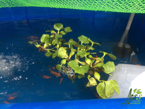 hệ thông trồng rau nuôi cá aquaponics 6 khay