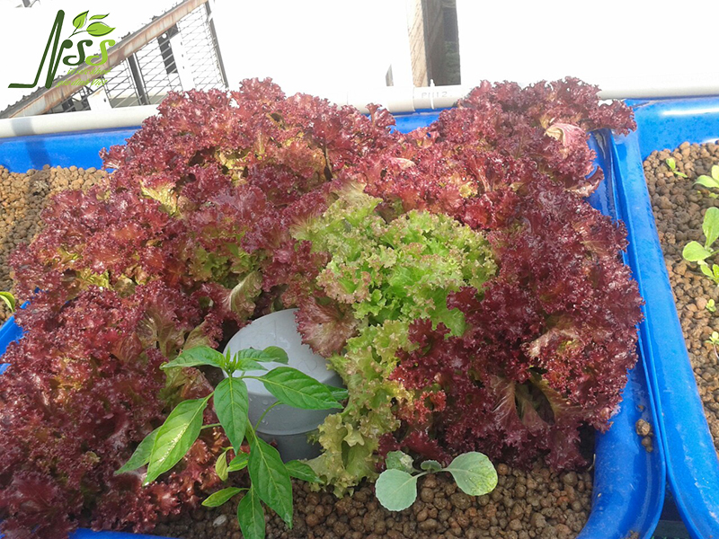 Hệ thống trồng rau nuôi cá aquaponics 8 khay