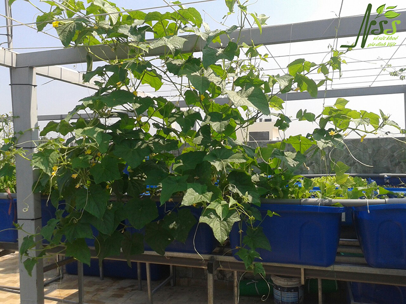 Hệ thống trồng rau nuôi cá aquaponics 8 khay