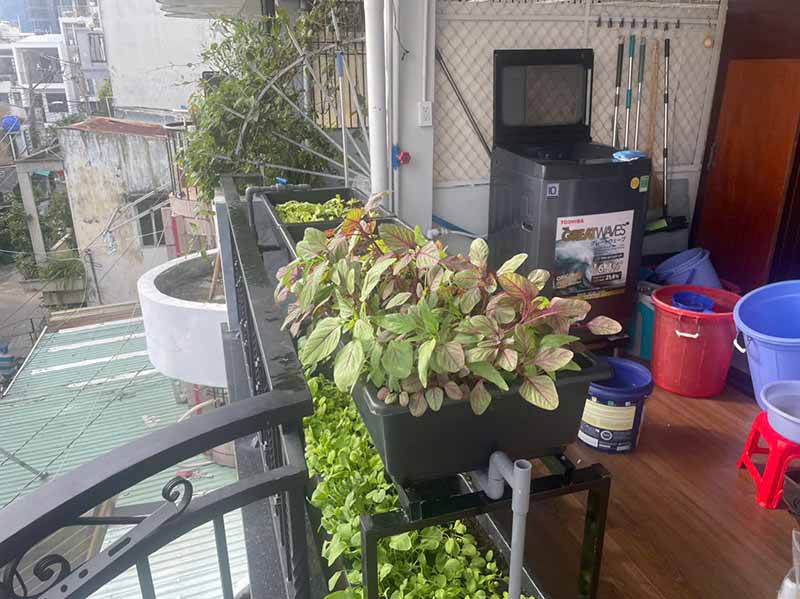 Trồng rau khi thiếu ánh sáng