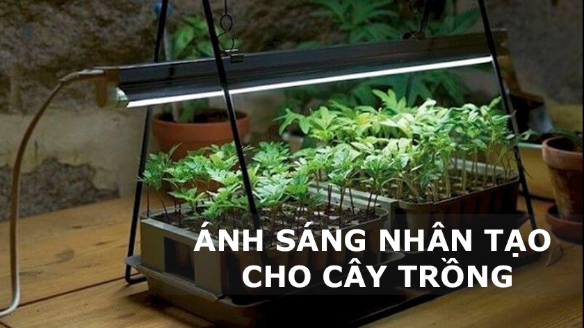Trồng rau khi thiếu ánh sáng