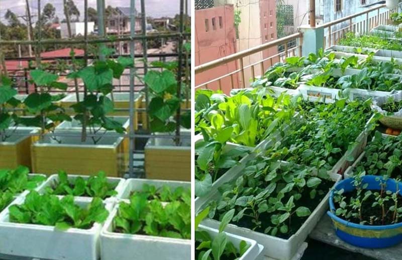 Trồng rau trong thùng xốp