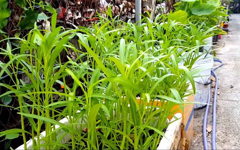 Trồng rau trong thùng xốp