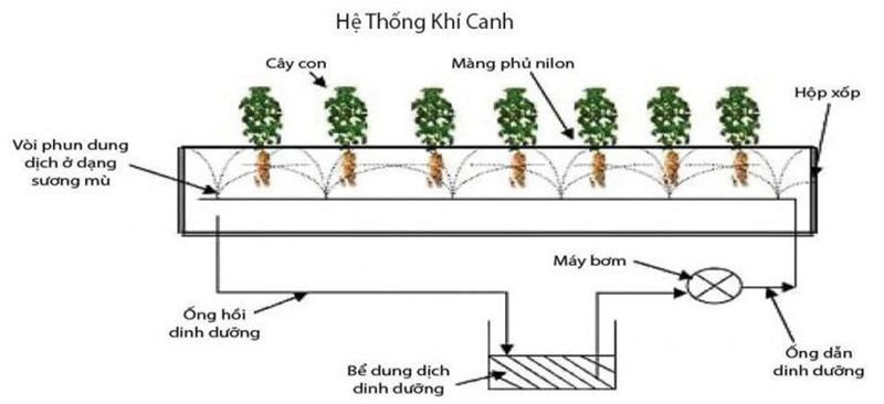 Kĩ thuật trồng rau khí canh