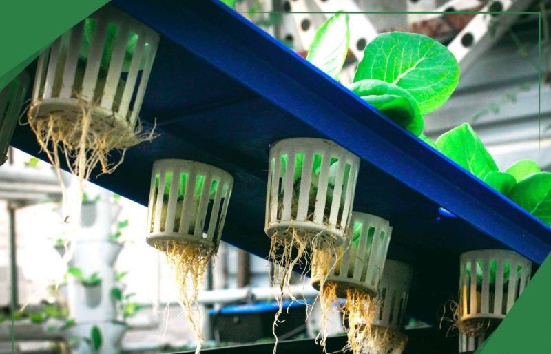 Trồng rau thủy canh tại nhà