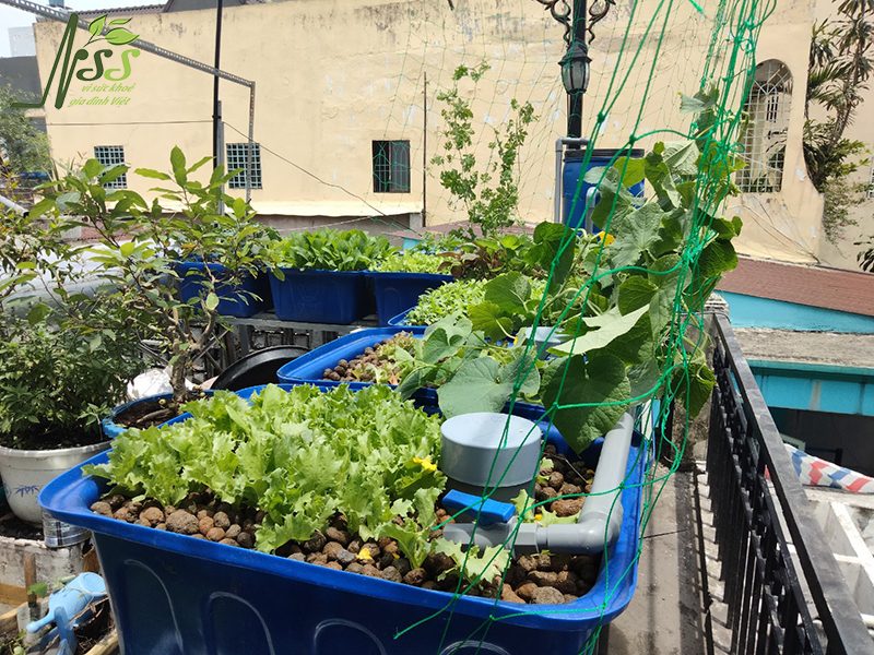 hệ thống trồng rau nuôi cá Aquaponics