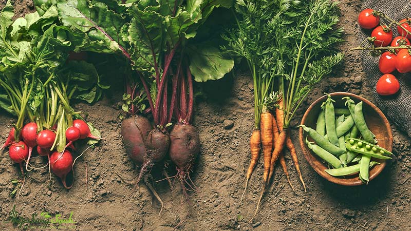 mô hình trồng rau hữu cơ organic tại nhà