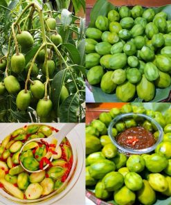 Cây cóc Thái đang trái