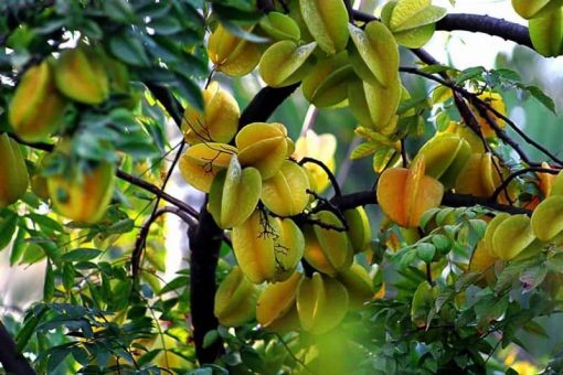 Cây khế ngọt đang hoa
