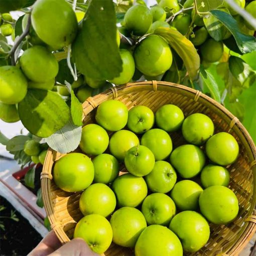 Cây táo xanh Thái đang hoa