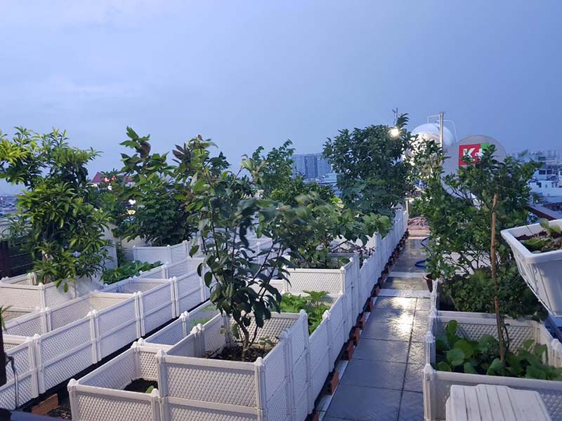 Chậu trồng cây ăn trái