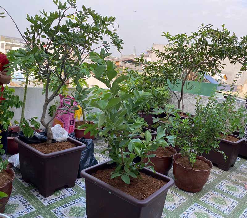 Chậu trồng cây ăn trái
