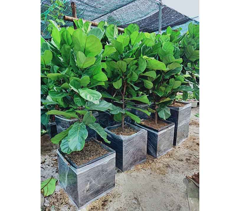 Chậu trồng cây ăn trái