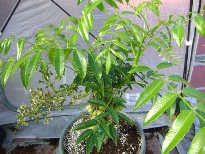 Kĩ thuật bón phân cho cây ăn trái