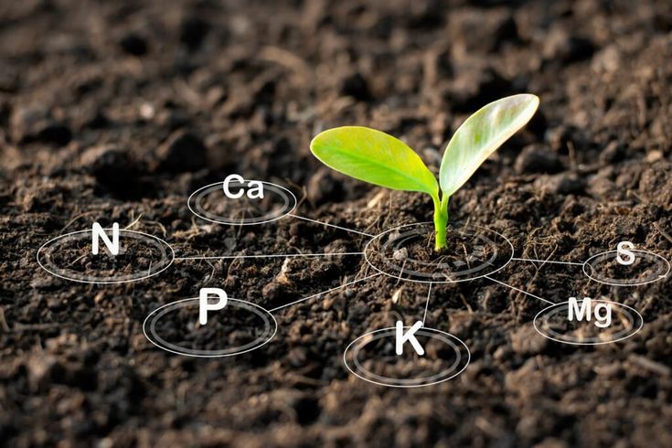 Kĩ thuật bón phân cho cây ăn trái