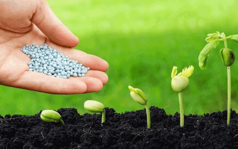 Kĩ thuật bón phân cho cây ăn trái