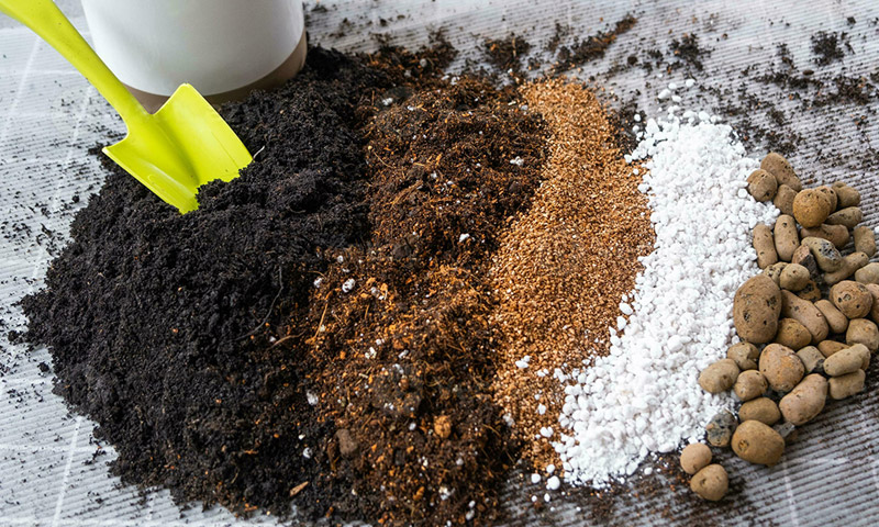 Kĩ thuật trồng cây ăn trái trong chậu
