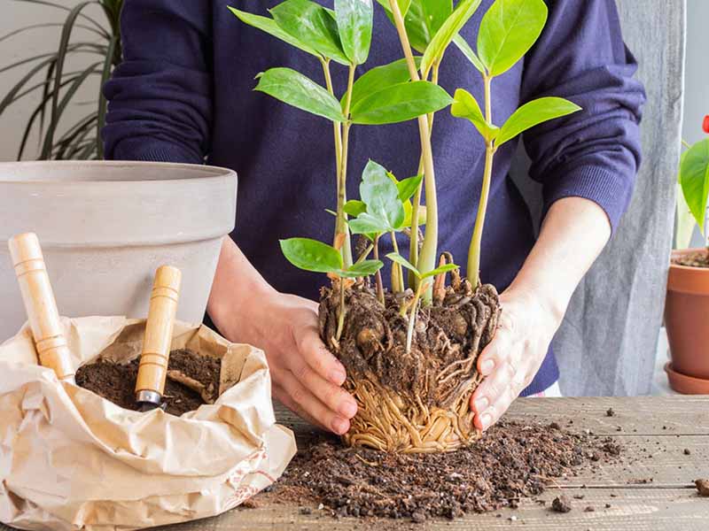 Kĩ thuật trồng cây ăn trái trong chậu