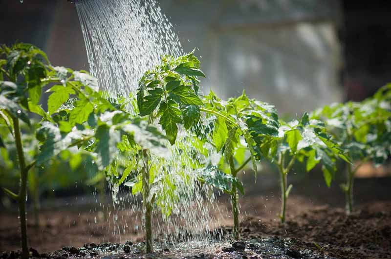 Kĩ thuật trồng cây ăn trái trong chậu