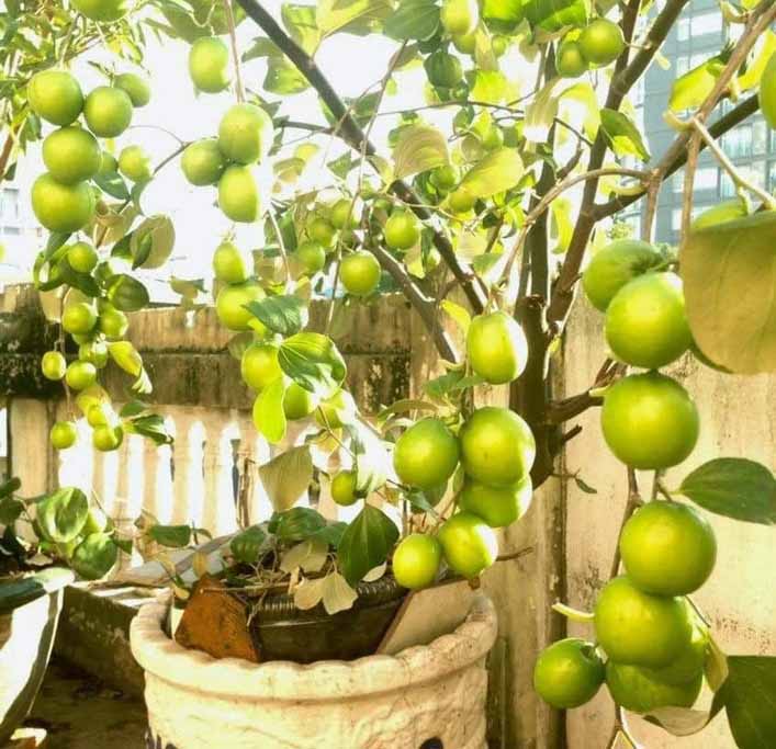 Kĩ thuật trồng cây ăn trái trong chậu