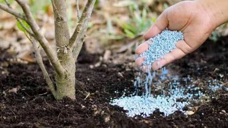 Dinh dưỡng của cây trồng