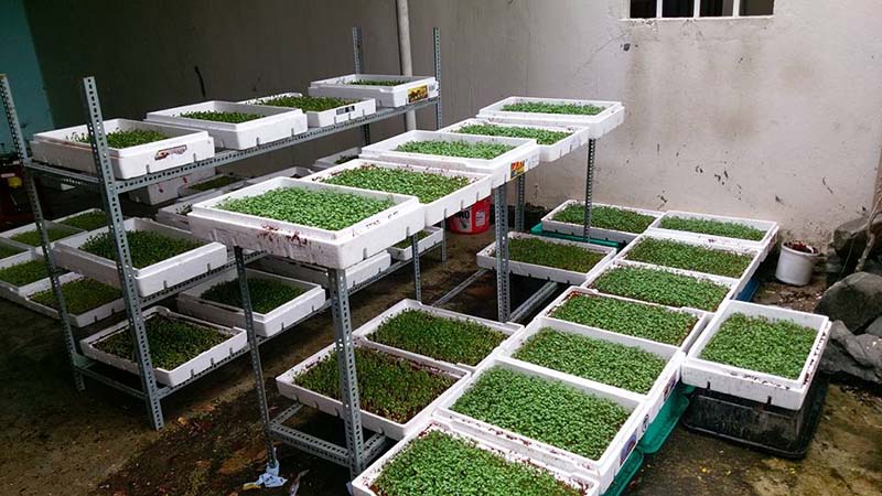 Trồng rau mầm trong thùng xốp