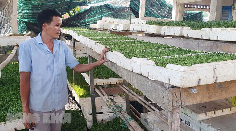 Trồng rau mầm trong thùng xốp