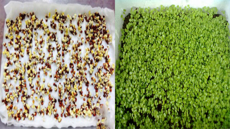 Trồng rau mầm trong thùng xốp