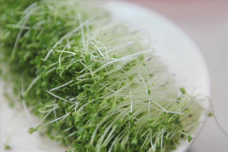 Trồng rau mầm trong thùng xốp