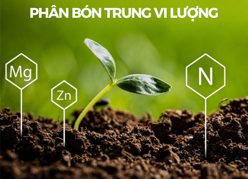Cây trồng thiếu chất dinh dưỡng
