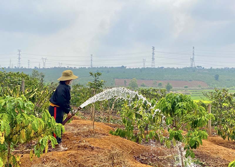 Khả năng hấp thu dinh dưỡng của cây