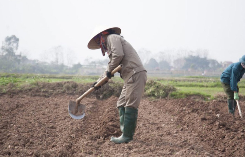 Khả năng hấp thu dinh dưỡng của cây