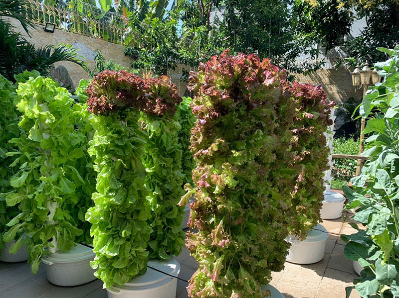 Mô hình trồng rau sạch tại nhà