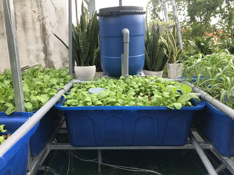 Mô hình trồng rau sạch tại nhà