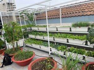 Mô hình trồng rau sạch tại nhà