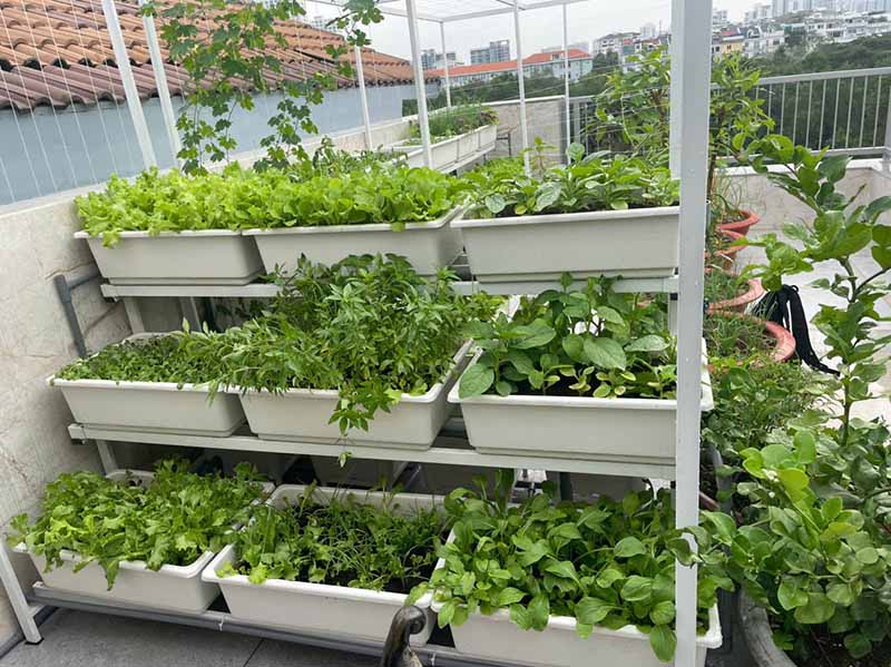 Mô hình trồng rau sạch tại nhà