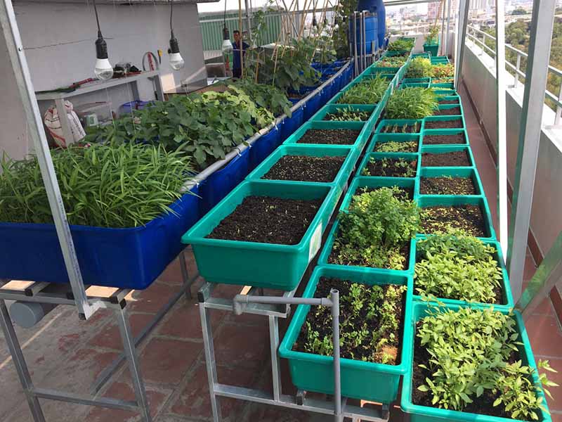 Mô hình trồng rau sạch tại nhà