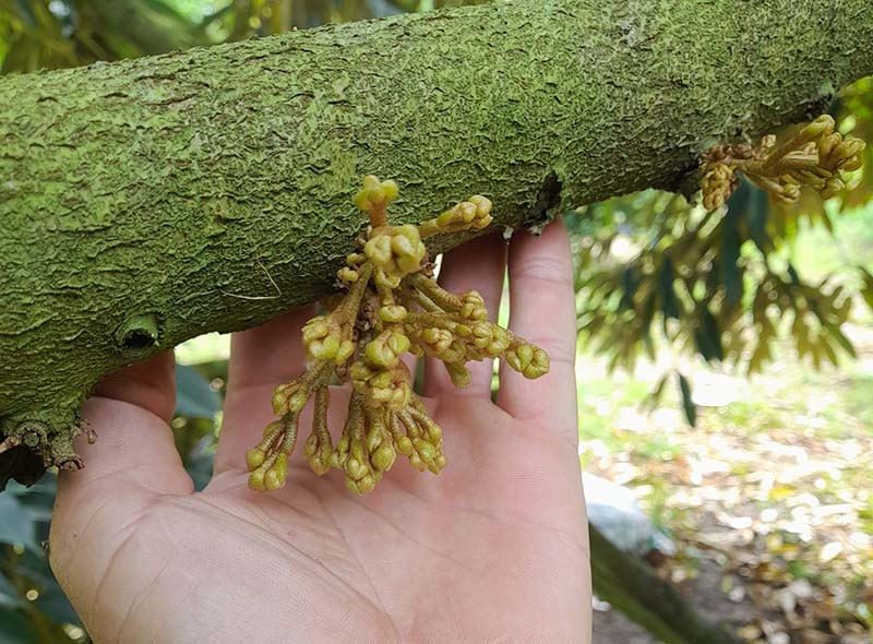 Bón phân cho cây ăn trái