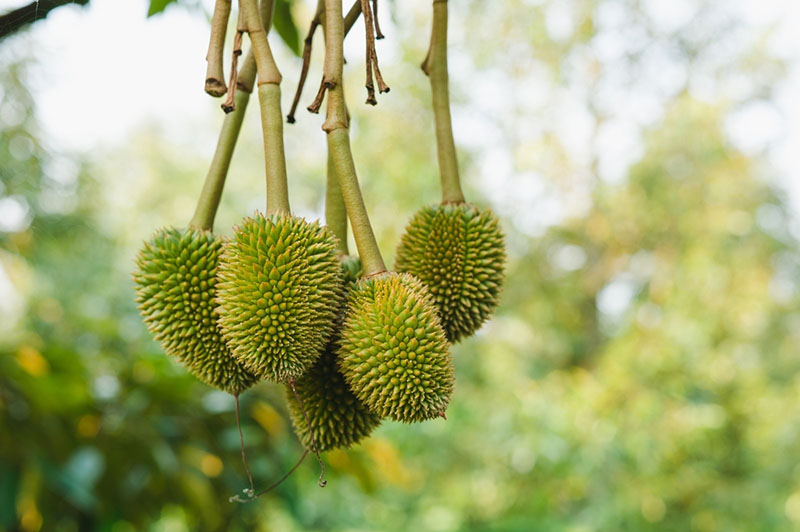 Bón phân cho cây ăn trái