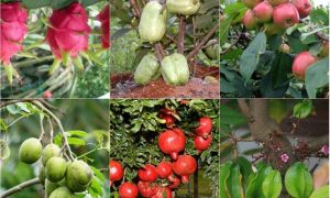 Bón phân cho cây ăn trái