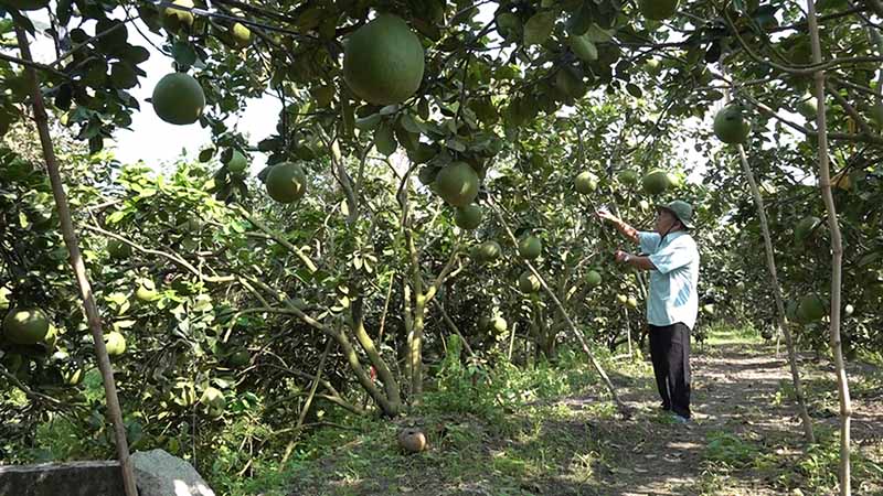 Bón phân cho cây ăn trái