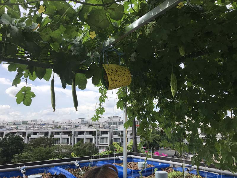 Bón phân theo chu kì cho rau quả