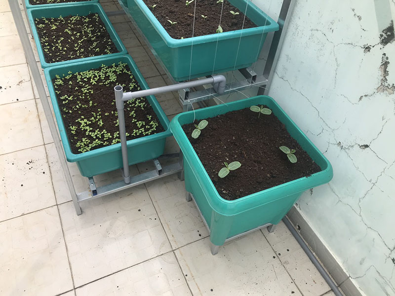 Bón phân theo chu kì cho rau quả