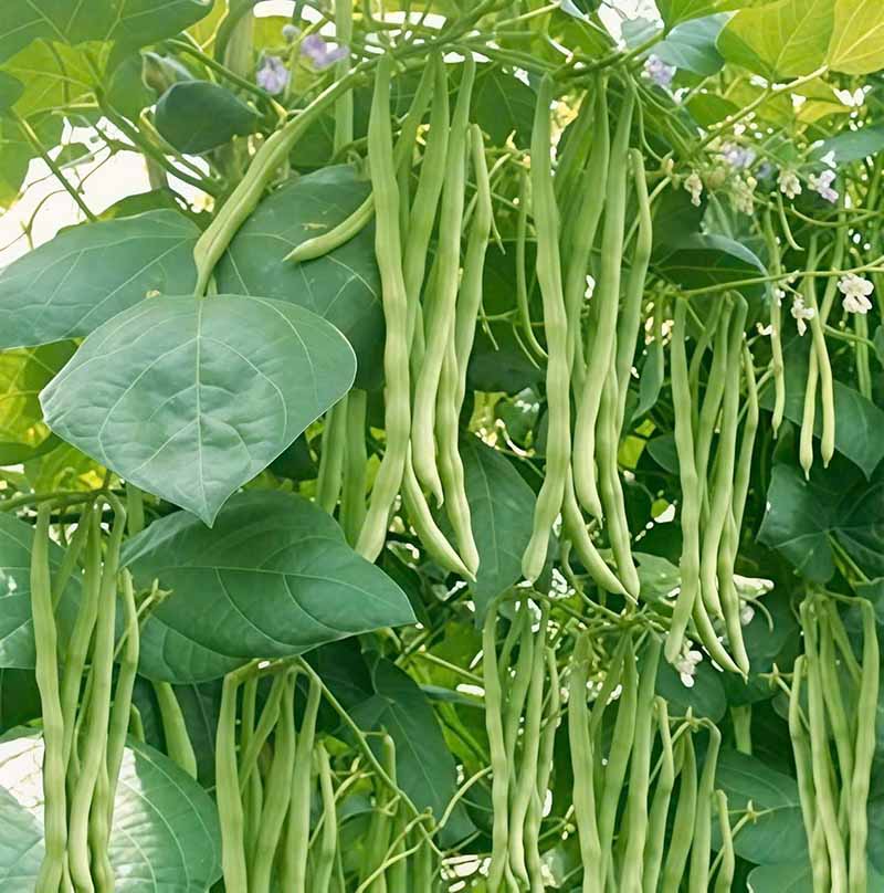 Bón phân theo chu kì cho rau quả