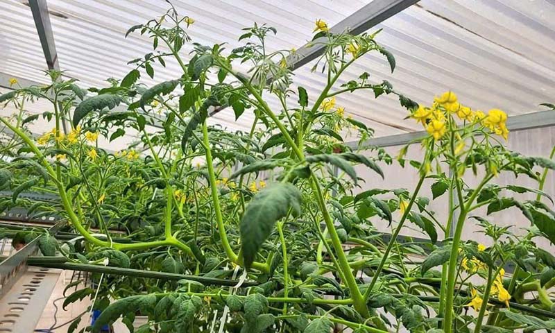 Bón phân theo chu kì cho rau quả