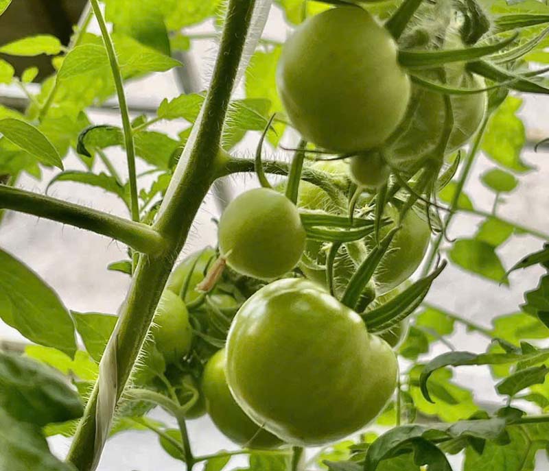 Bón phân theo chu kì cho rau quả