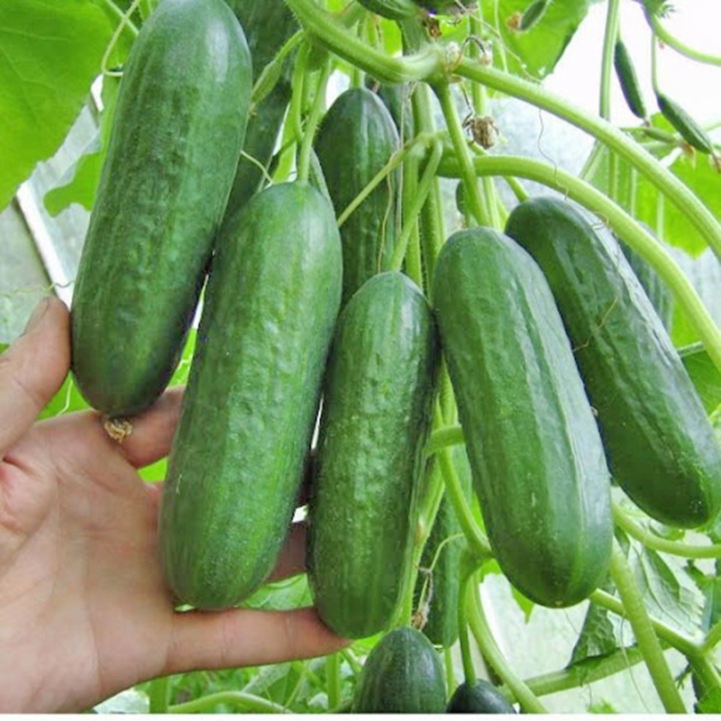 Bón phân theo chu kì cho rau quả