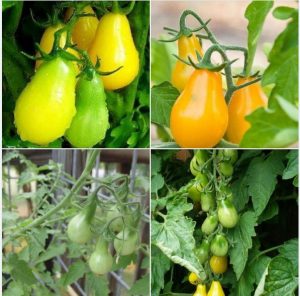 Bón phân theo chu kì cho rau quả