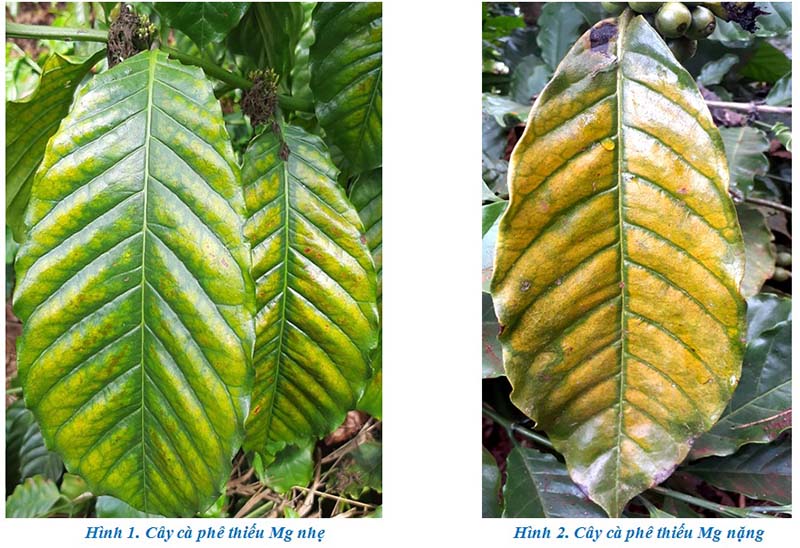 Các nguyên tố trung lượng với cây trồng